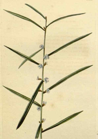Reproducción/Reproduction 48782577343: The botanical cabinet. London :John & Arthur Arch ...,1817-1833.. 
