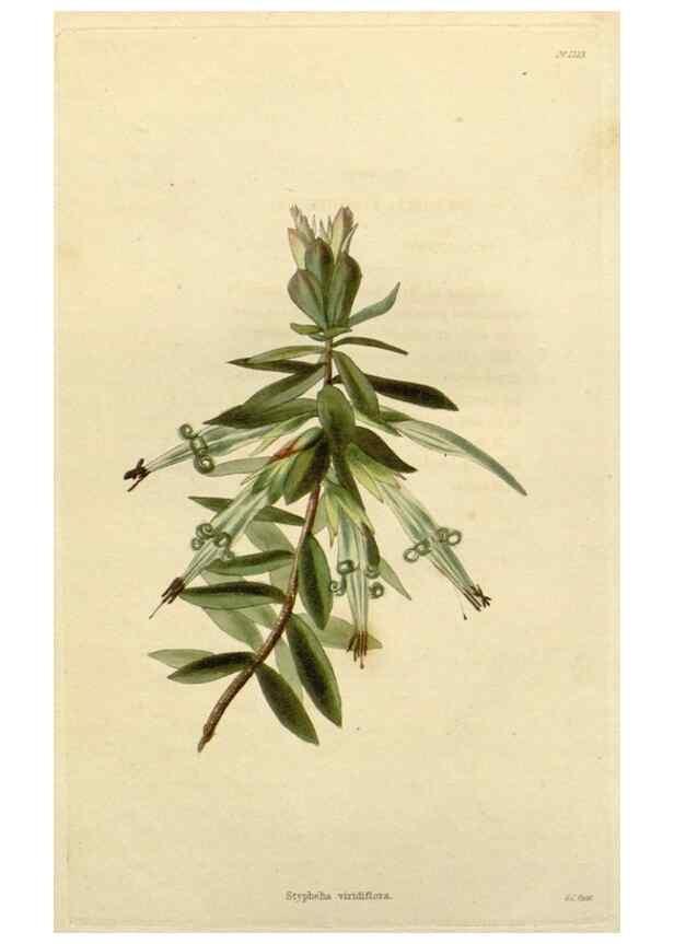 Reproducción/Reproduction 48783110692: The botanical cabinet. London :John & Arthur Arch ...,1817-1833.. 