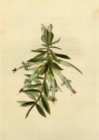 Reproducción/Reproduction 48783110692: The botanical cabinet. London :John & Arthur Arch ...,1817-1833.. 
