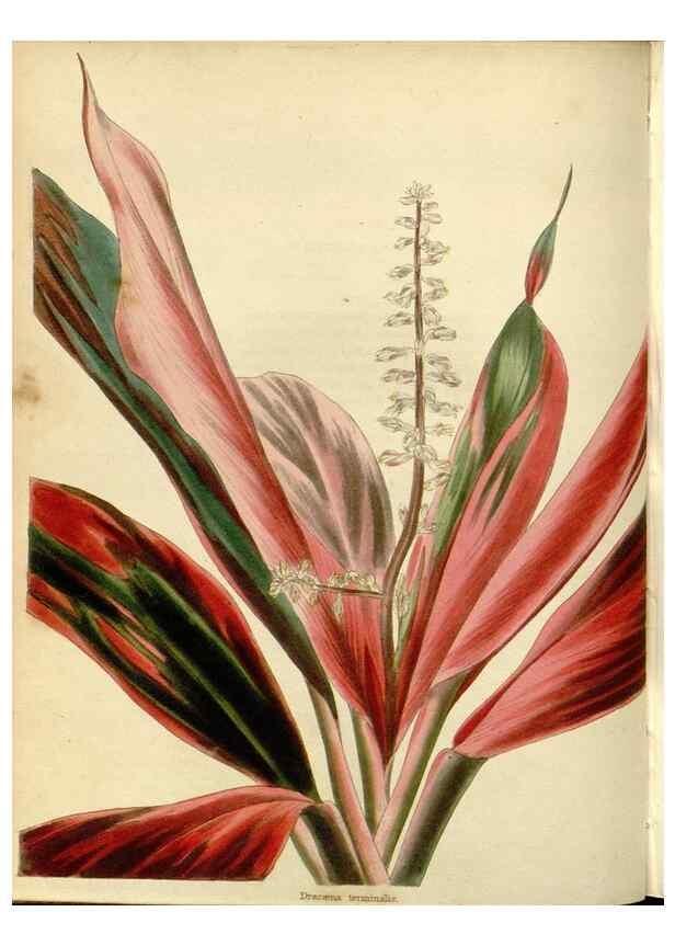 Reproducción/Reproduction 48783111062: The botanical cabinet. London :John & Arthur Arch ...,1817-1833.. 