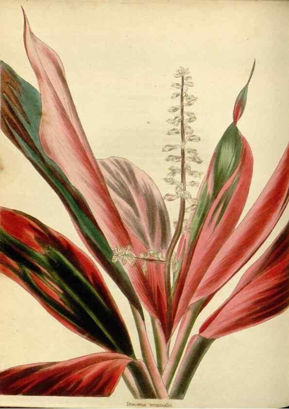 Reproducción/Reproduction 48783111062: The botanical cabinet. London :John & Arthur Arch ...,1817-1833.. 