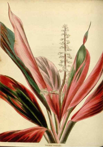 Reproducción/Reproduction 48783111062: The botanical cabinet. London :John & Arthur Arch ...,1817-1833.. 