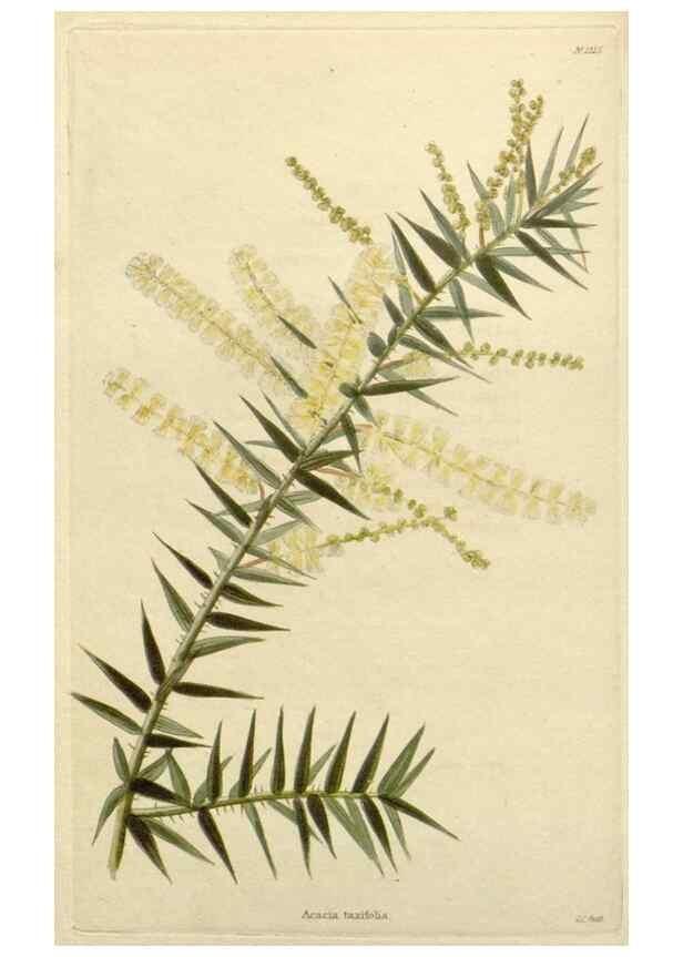 Reproducción/Reproduction 48782943491: The botanical cabinet. London :John & Arthur Arch ...,1817-1833.. 