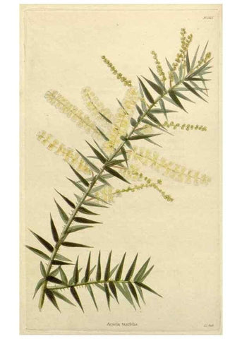 Reproducción/Reproduction 48782943491: The botanical cabinet. London :John & Arthur Arch ...,1817-1833.. 