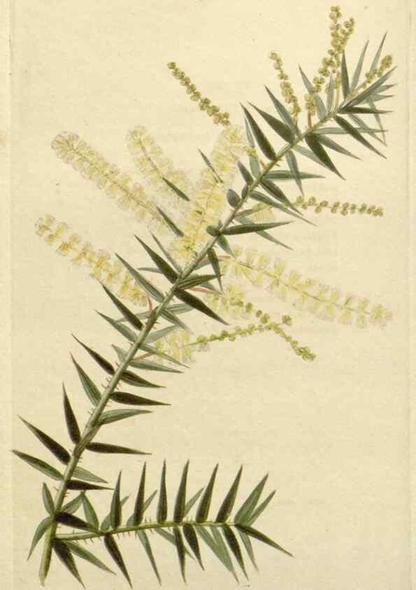 Reproducción/Reproduction 48782943491: The botanical cabinet. London :John & Arthur Arch ...,1817-1833.. 