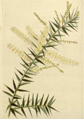 Reproducción/Reproduction 48782943491: The botanical cabinet. London :John & Arthur Arch ...,1817-1833.. 