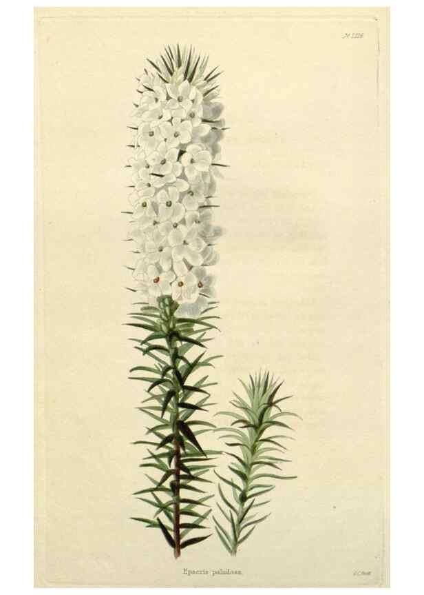 Reproducción/Reproduction 48782944396: The botanical cabinet. London :John & Arthur Arch ...,1817-1833.. 