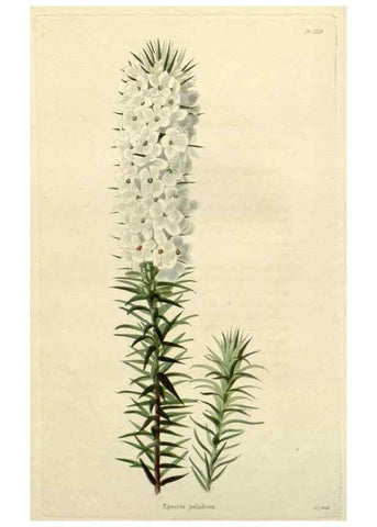 Reproducción/Reproduction 48782944396: The botanical cabinet. London :John & Arthur Arch ...,1817-1833.. 