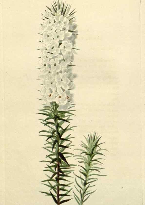 Reproducción/Reproduction 48782944396: The botanical cabinet. London :John & Arthur Arch ...,1817-1833.. 