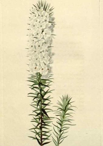 Reproducción/Reproduction 48782944396: The botanical cabinet. London :John & Arthur Arch ...,1817-1833.. 