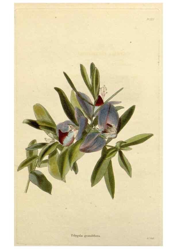 Reproducción/Reproduction 48782944896: The botanical cabinet. London :John & Arthur Arch ...,1817-1833.. 