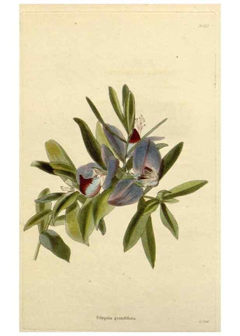 Reproducción/Reproduction 48782944896: The botanical cabinet. London :John & Arthur Arch ...,1817-1833.. 