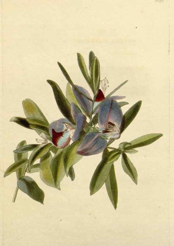 Reproducción/Reproduction 48782944896: The botanical cabinet. London :John & Arthur Arch ...,1817-1833.. 