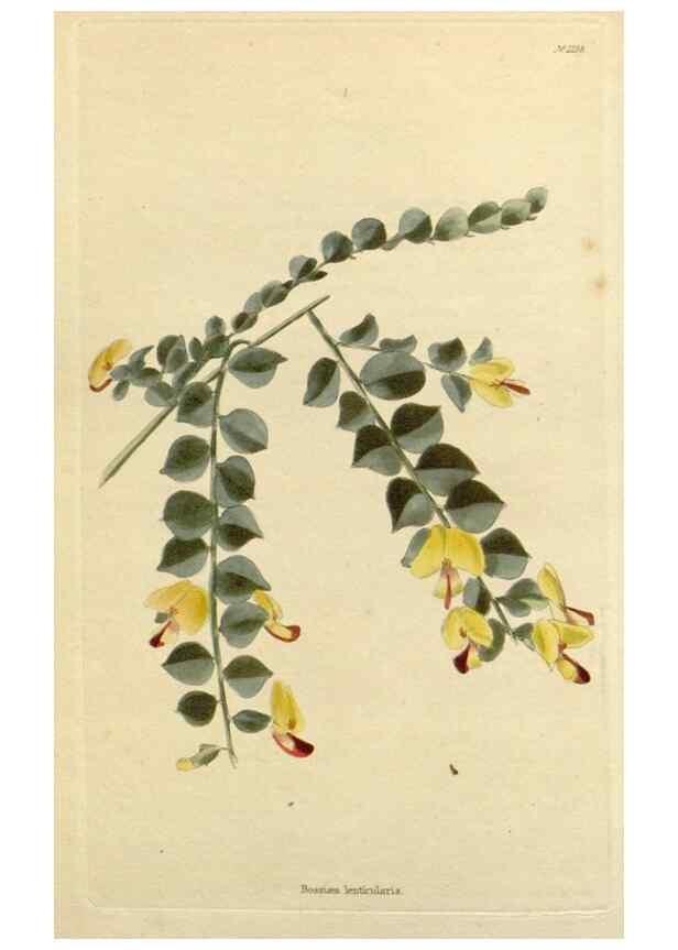 Reproducción/Reproduction 48782952581: The botanical cabinet. London :John & Arthur Arch ...,1817-1833.. 