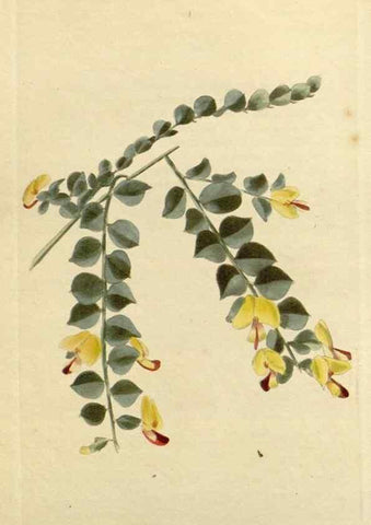 Reproducción/Reproduction 48782952581: The botanical cabinet. London :John & Arthur Arch ...,1817-1833.. 