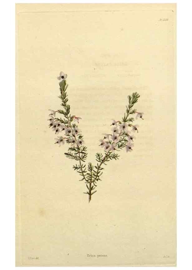 Reproducción/Reproduction 48782946211: The botanical cabinet. London :John & Arthur Arch ...,1817-1833.. 