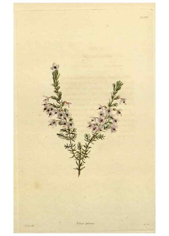 Reproducción/Reproduction 48782946211: The botanical cabinet. London :John & Arthur Arch ...,1817-1833.. 