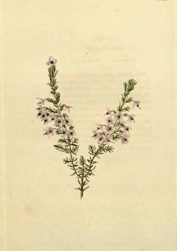 Reproducción/Reproduction 48782946211: The botanical cabinet. London :John & Arthur Arch ...,1817-1833.. 