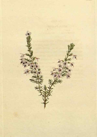 Reproducción/Reproduction 48782946211: The botanical cabinet. London :John & Arthur Arch ...,1817-1833.. 