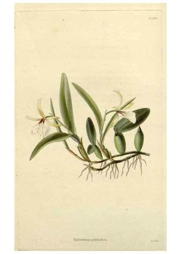Reproducción/Reproduction 48782948046: The botanical cabinet. London :John & Arthur Arch ...,1817-1833.. 