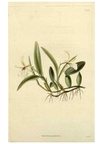 Reproducción/Reproduction 48782948046: The botanical cabinet. London :John & Arthur Arch ...,1817-1833.. 