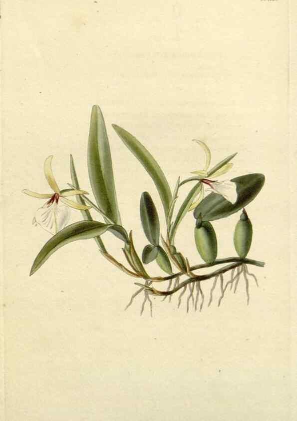 Reproducción/Reproduction 48782948046: The botanical cabinet. London :John & Arthur Arch ...,1817-1833.. 