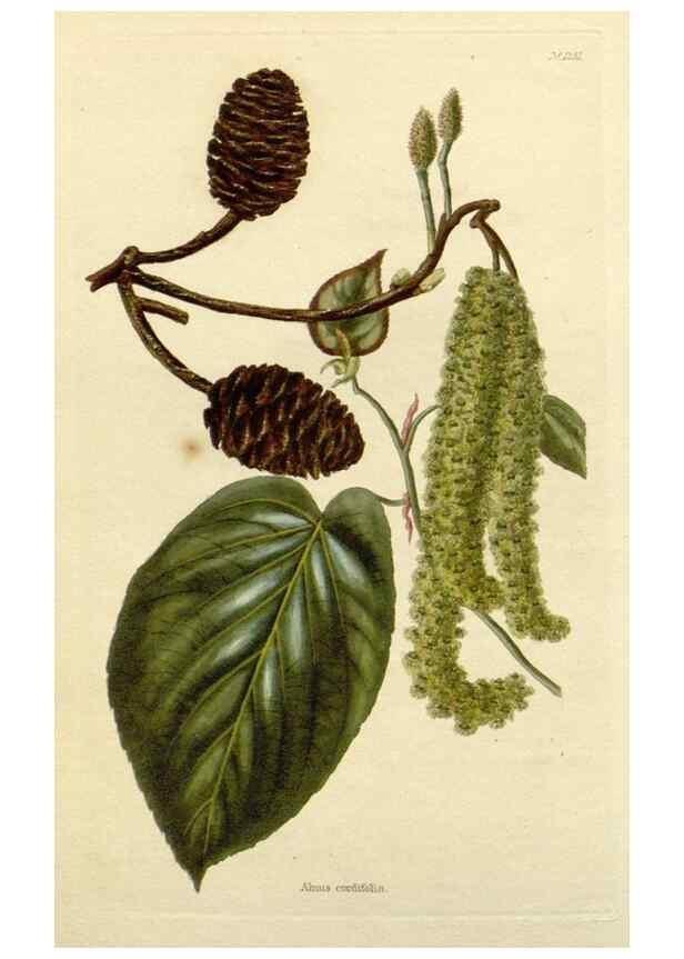 Reproducción/Reproduction 48782948996: The botanical cabinet. London :John & Arthur Arch ...,1817-1833.. 