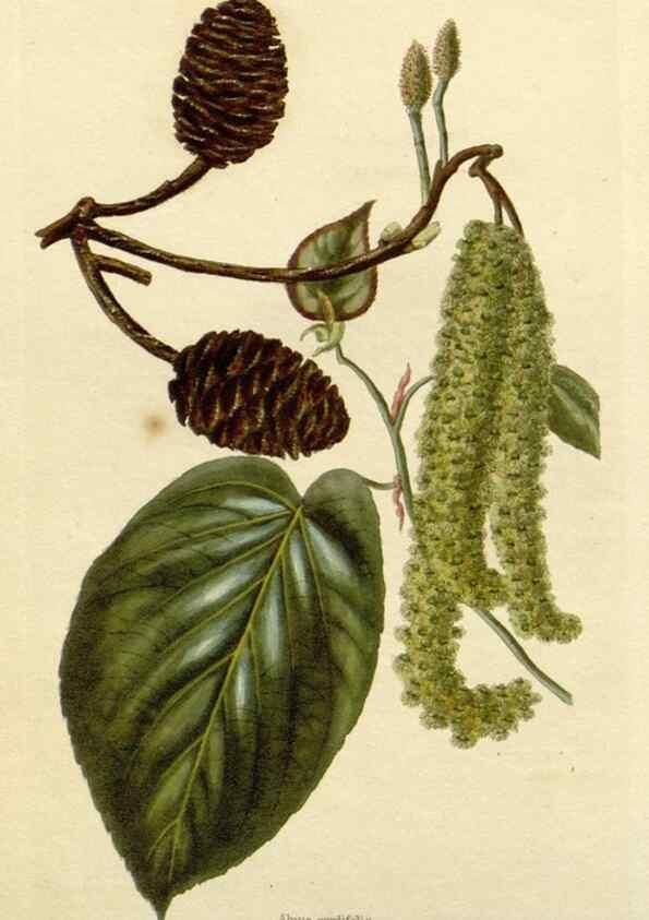Reproducción/Reproduction 48782948996: The botanical cabinet. London :John & Arthur Arch ...,1817-1833.. 