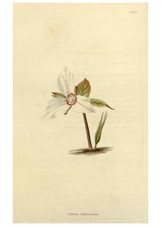 Reproducción/Reproduction 48782949466: The botanical cabinet. London :John & Arthur Arch ...,1817-1833.. 