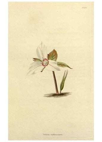 Reproducción/Reproduction 48782949466: The botanical cabinet. London :John & Arthur Arch ...,1817-1833.. 