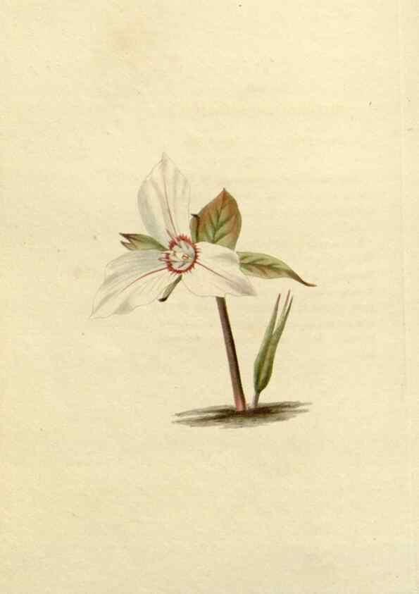 Reproducción/Reproduction 48782949466: The botanical cabinet. London :John & Arthur Arch ...,1817-1833.. 