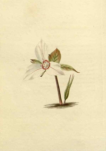 Reproducción/Reproduction 48782949466: The botanical cabinet. London :John & Arthur Arch ...,1817-1833.. 
