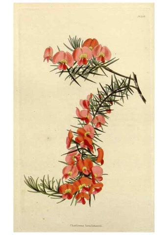 Reproducción/Reproduction 48783117832: The botanical cabinet. London :John & Arthur Arch ...,1817-1833.. 