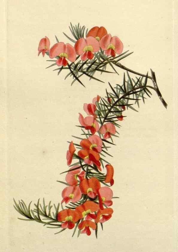 Reproducción/Reproduction 48783117832: The botanical cabinet. London :John & Arthur Arch ...,1817-1833.. 