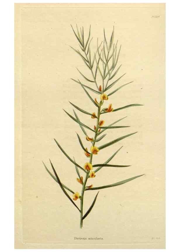 Reproducción/Reproduction 48783118247: The botanical cabinet. London :John & Arthur Arch ...,1817-1833.. 