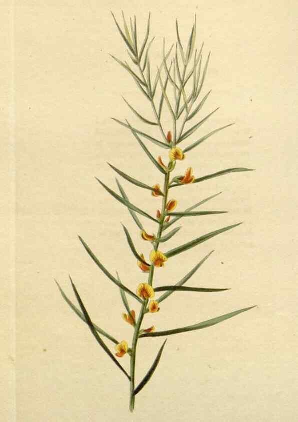 Reproducción/Reproduction 48783118247: The botanical cabinet. London :John & Arthur Arch ...,1817-1833.. 