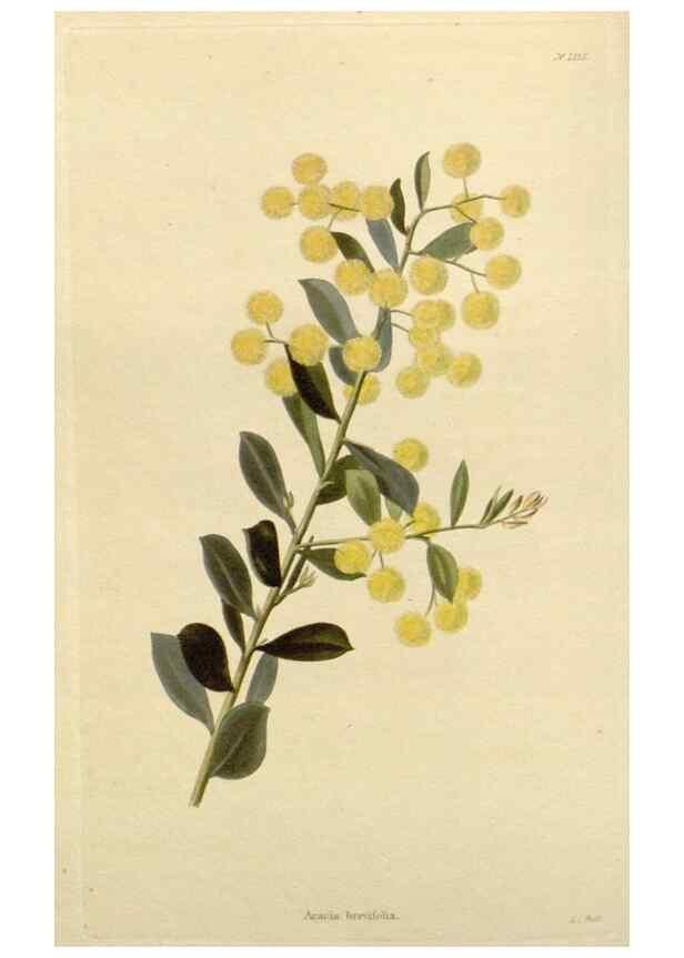 Reproducción/Reproduction 48782951336: The botanical cabinet. London :John & Arthur Arch ...,1817-1833.. 