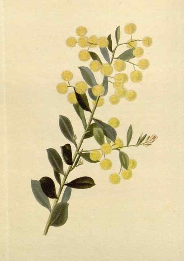 Reproducción/Reproduction 48782951336: The botanical cabinet. London :John & Arthur Arch ...,1817-1833.. 