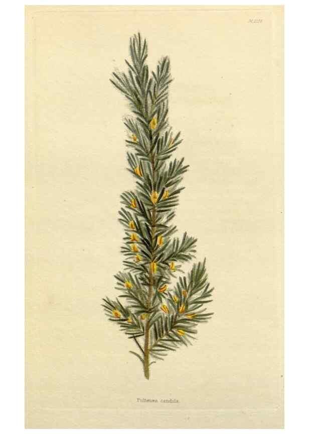 Reproducción/Reproduction 48782951776: The botanical cabinet. London :John & Arthur Arch ...,1817-1833.. 