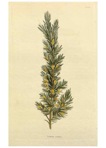 Reproducción/Reproduction 48782951776: The botanical cabinet. London :John & Arthur Arch ...,1817-1833.. 