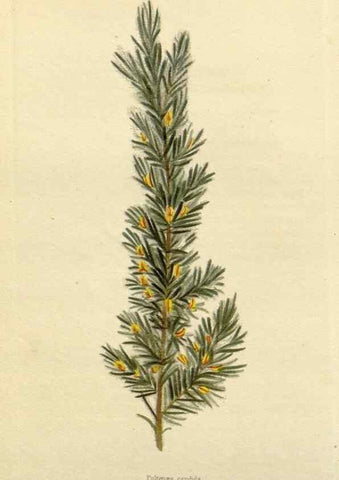 Reproducción/Reproduction 48782951776: The botanical cabinet. London :John & Arthur Arch ...,1817-1833.. 