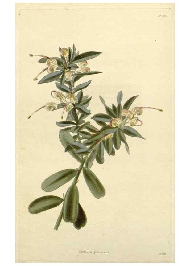 Reproducción/Reproduction 48782947231: The botanical cabinet. London :John & Arthur Arch ...,1817-1833.. 
