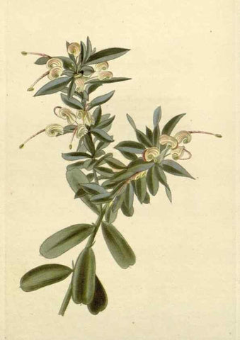 Reproducción/Reproduction 48782947231: The botanical cabinet. London :John & Arthur Arch ...,1817-1833.. 