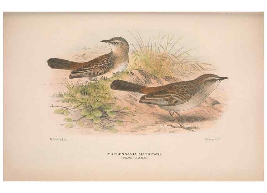 Reproducción/Reproduction 48684475288: The Birds of Australia. London :Witherby & Co.,1910-1927.. 