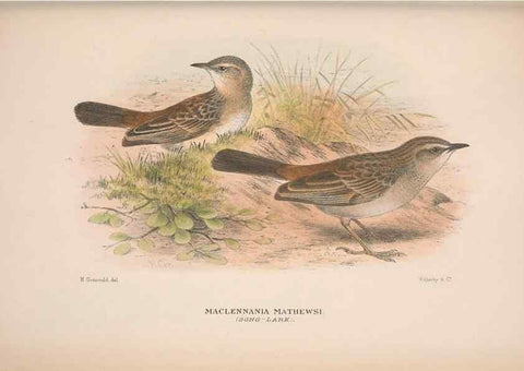 Reproducción/Reproduction 48684475288: The Birds of Australia. London :Witherby & Co.,1910-1927.. 