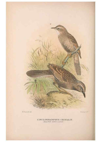 Reproducción/Reproduction 48684987837: The Birds of Australia. London :Witherby & Co.,1910-1927.. 