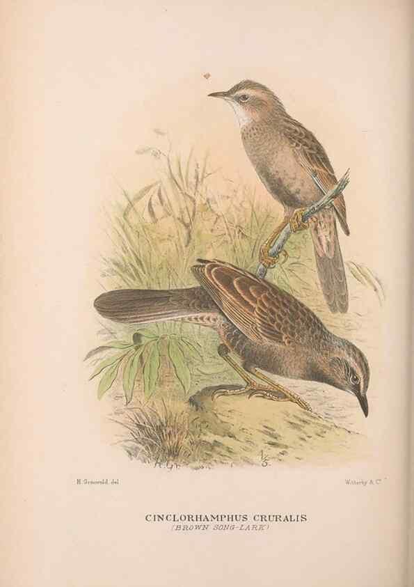 Reproducción/Reproduction 48684987837: The Birds of Australia. London :Witherby & Co.,1910-1927.. 