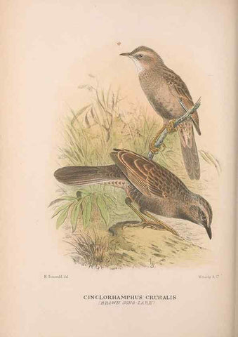 Reproducción/Reproduction 48684987837: The Birds of Australia. London :Witherby & Co.,1910-1927.. 