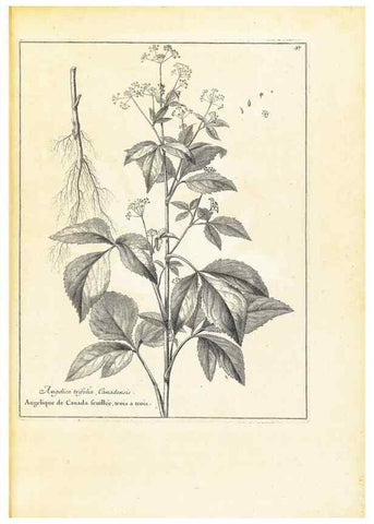 Reproducción/Reproduction 48583614326: [Recueil des plantes dessinées et gravées par ordre du roi Louis XIV].. Paris :Impr. royale,1786. 