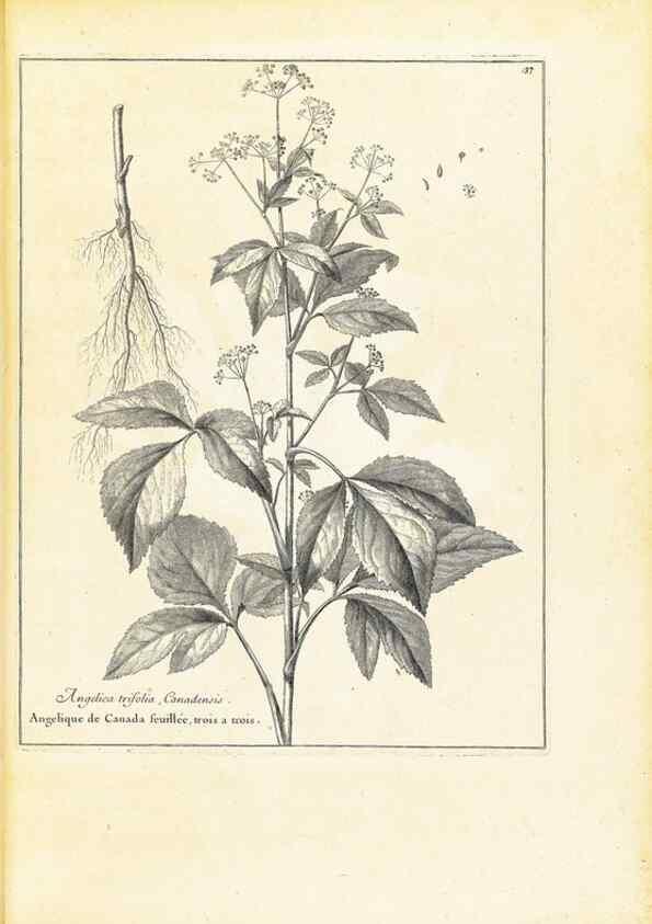 Reproducción/Reproduction 48583614326: [Recueil des plantes dessinées et gravées par ordre du roi Louis XIV].. Paris :Impr. royale,1786. 